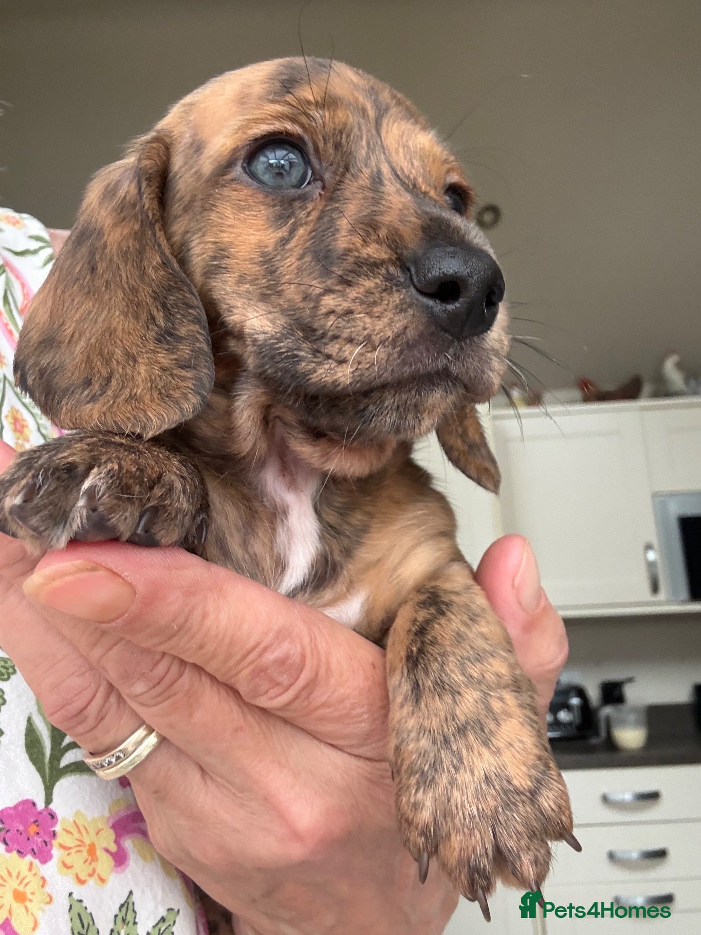 Miniature Dachshund dogs Mini smooth Dachshunds.KC,PRA & BVA clear parents  - Advert 2