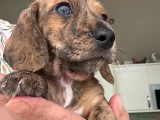 Miniature Dachshund dogs Mini smooth Dachshunds.KC,PRA & BVA clear parents - Advert 2
