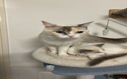 Ragdoll cats for sale: Beautiful Ragdoll Kittens  - Image 2