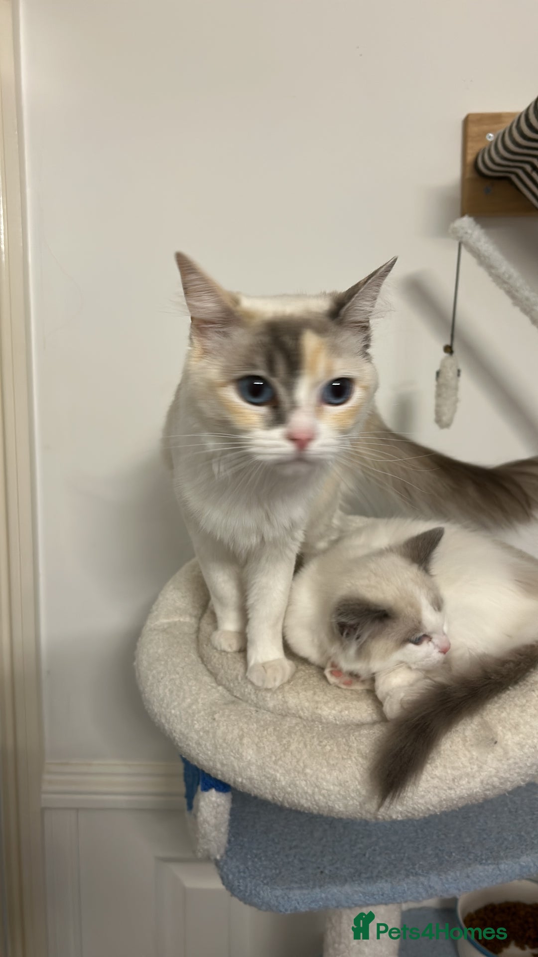 Ragdoll cats for sale: Beautiful Ragdoll Kittens  - Image 2