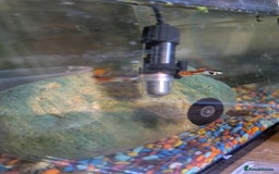 Live Bearers fish for sale: Guppy fry 2-3 weeks old. Beautiful fish.  - Image 3