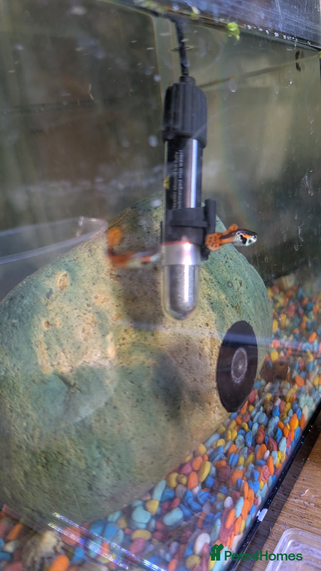 Live Bearers fish for sale: Guppy fry 2-3 weeks old. Beautiful fish.  - Image 3
