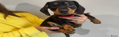 Dachshund 1