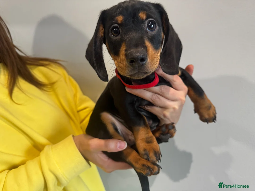 Dachshund dogs for sale: Stunning Standard Datchhound puppies    - Advert 2