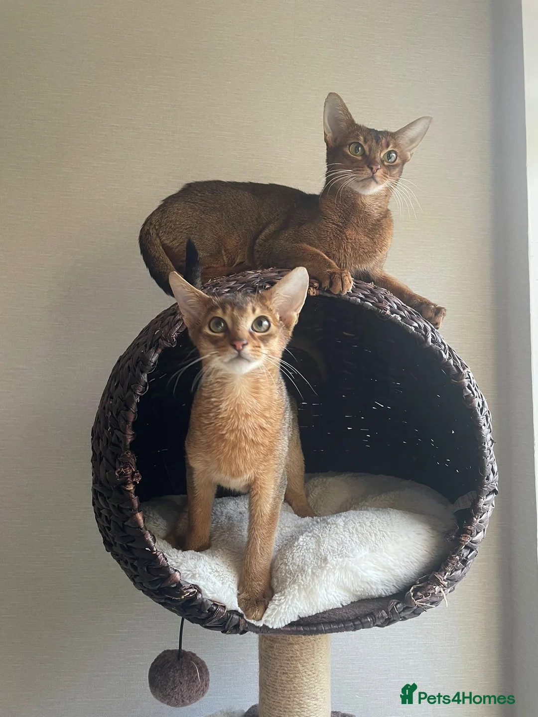 Abyssinian cats for sale: Abyssinian Kitten Boy and girl Tica Show Quality  - Advert 21