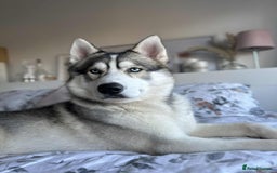 Siberian Husky dogs for sale: Lucky needs new home  - Image 1