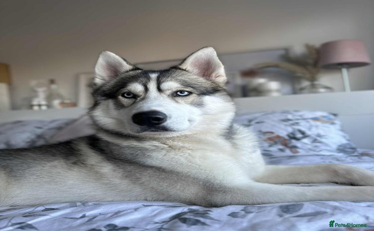 Siberian Husky dogs - Advert 1