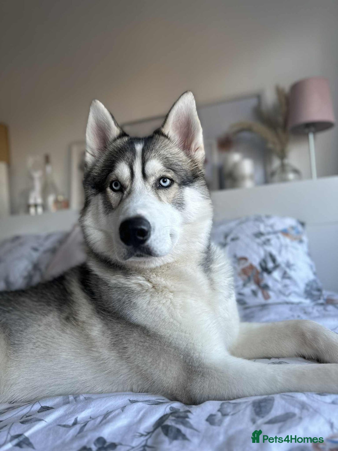 Siberian Husky dogs for sale: Lucky needs new home  - Image 1