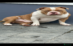 American Bully dogs for stud: American pocket bully  - Image 23