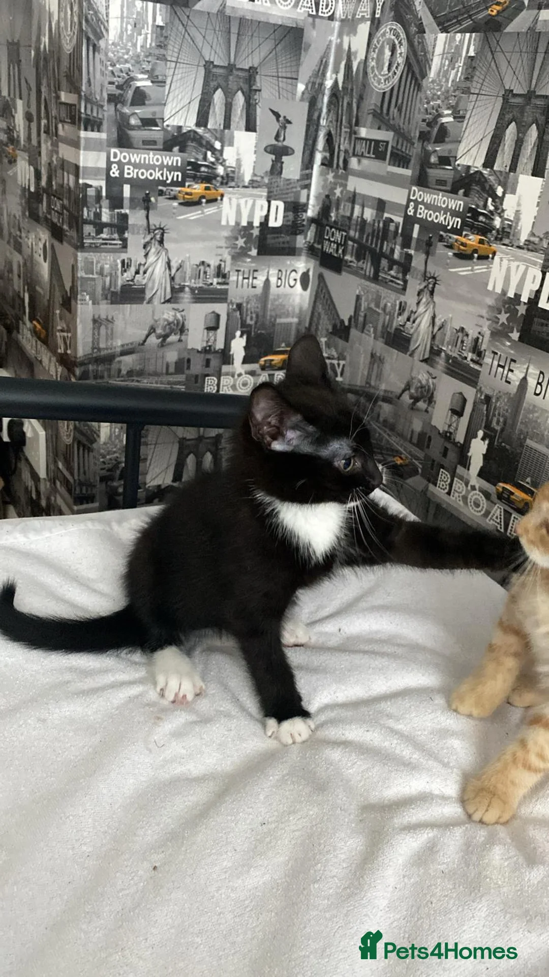 Mixed Breed cats for sale: Tuxedo female kitten  in Tipton - Advert 2