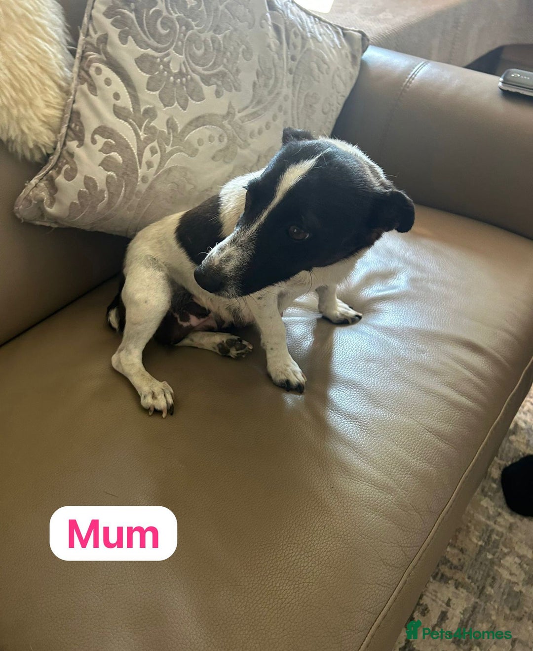 Mixed Breed dogs for sale: 3 yorkshire terrier x Jack Russell  - Image 4