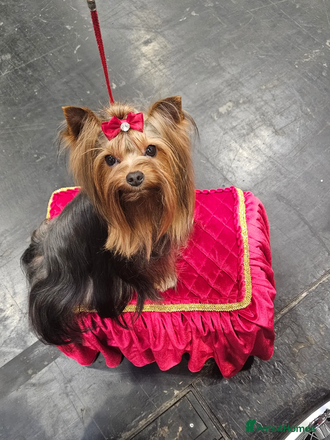 Yorkshire Terrier dogs for stud: PROVEN KC reg 2.5kg experienced STUD boy in Newton-le-Willows - Advert 6