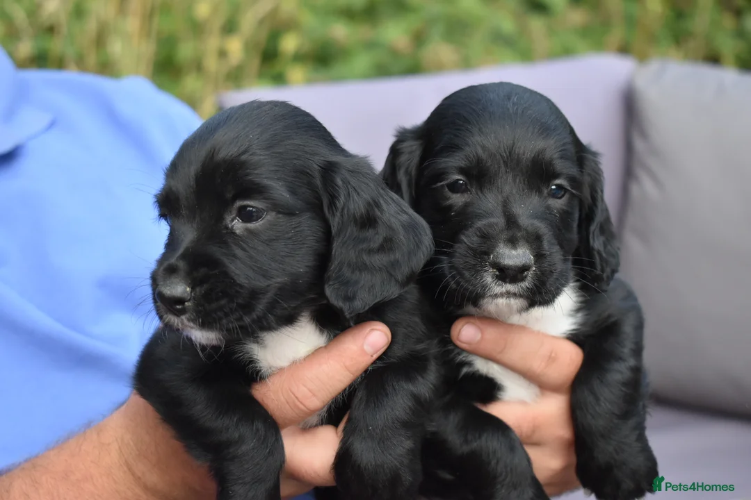 Cocker Spaniel dogs for stud: KC Fully health tested dark red working cocker - Advert 6