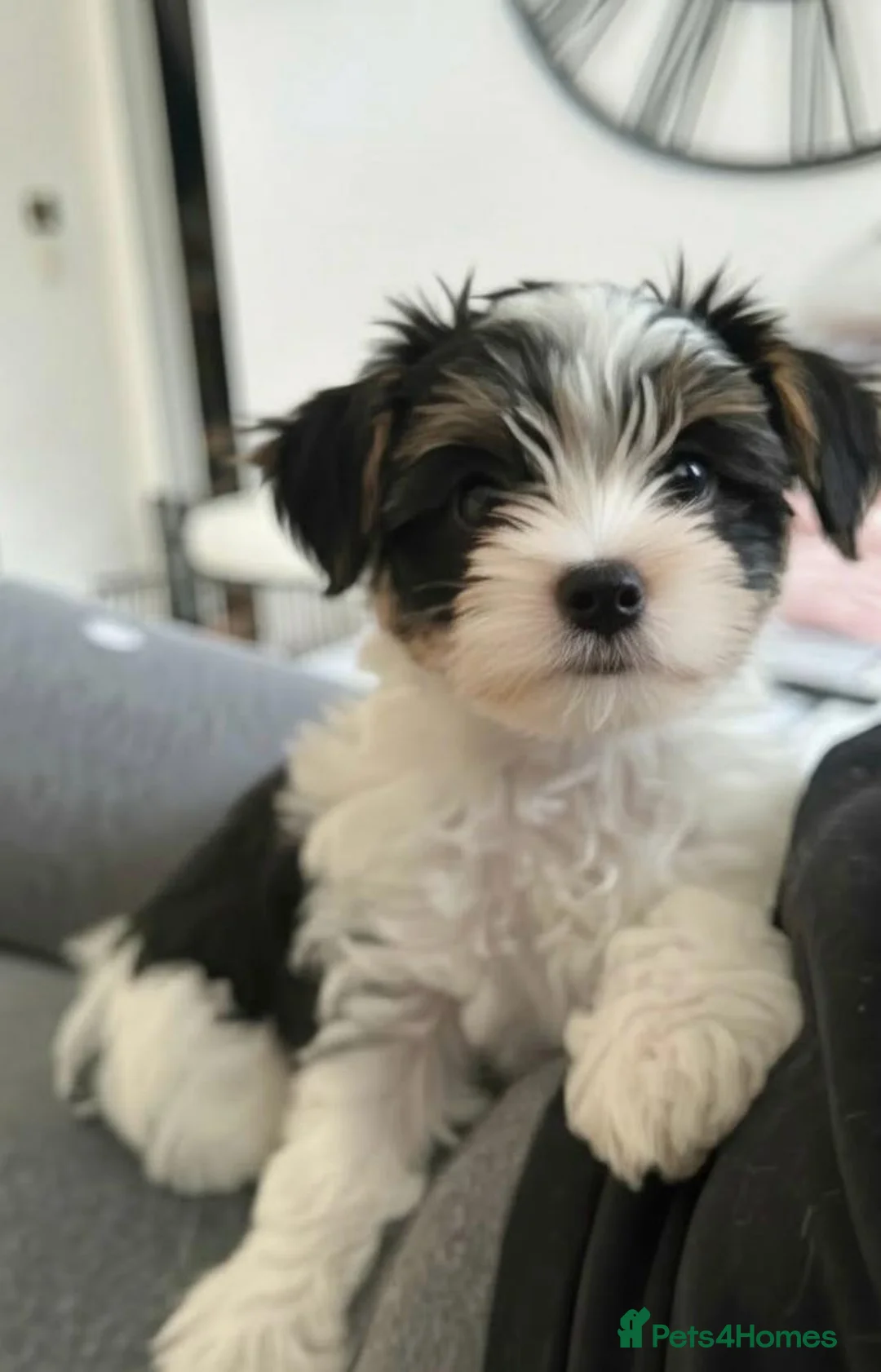 Yorkshire Terrier dogs for sale: Tiny Biewer Yorkshire Terrier Boy – DNA Tested - Advert 5