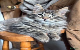 Maine Coon cats for stud: STUD Rare Maine Coon - Image 5