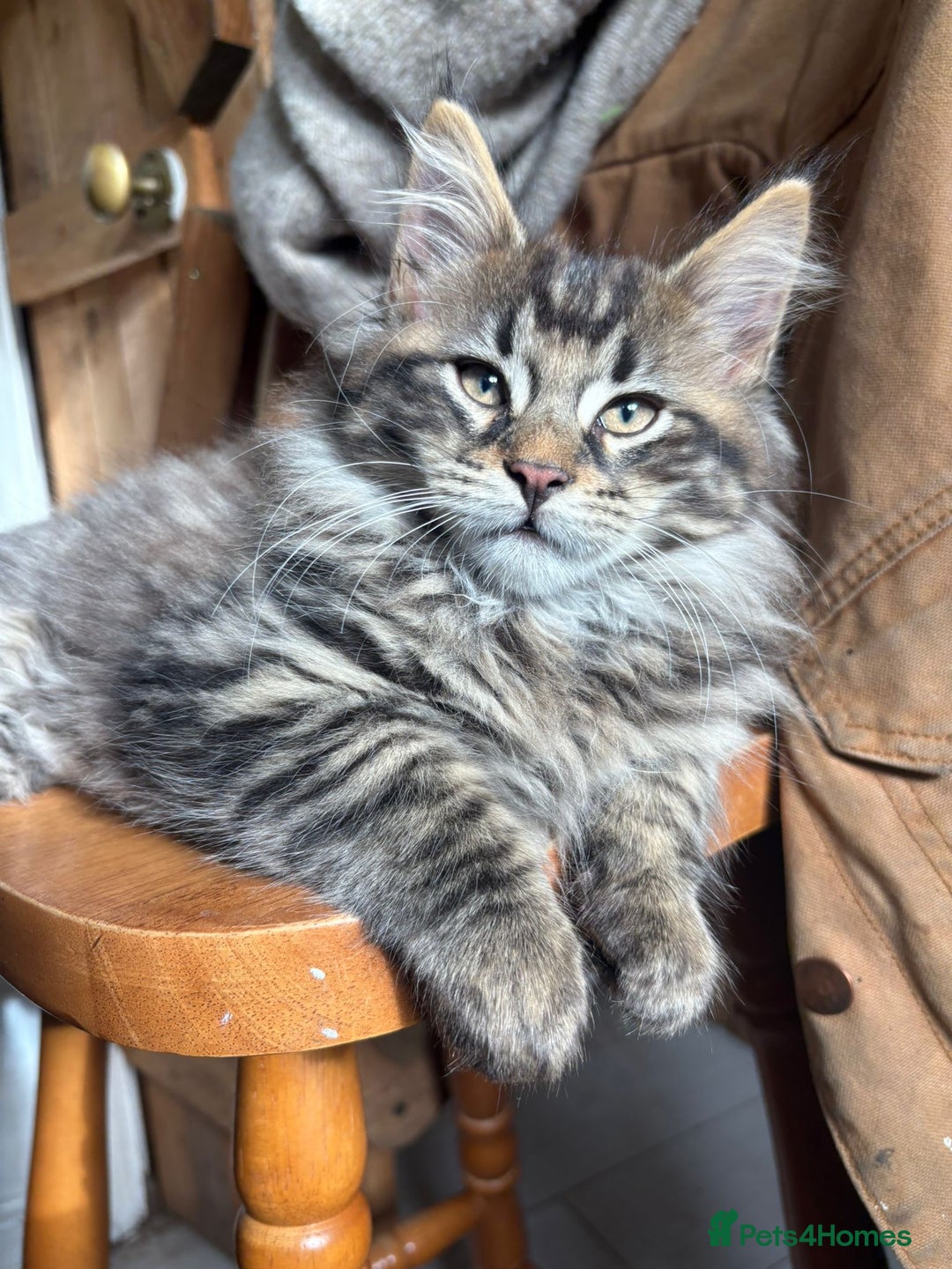 Maine Coon cats for stud: STUD Rare Maine Coon - Image 5