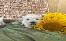 West Highland Terrier dogs for sale: Westie puppies  - Image 5