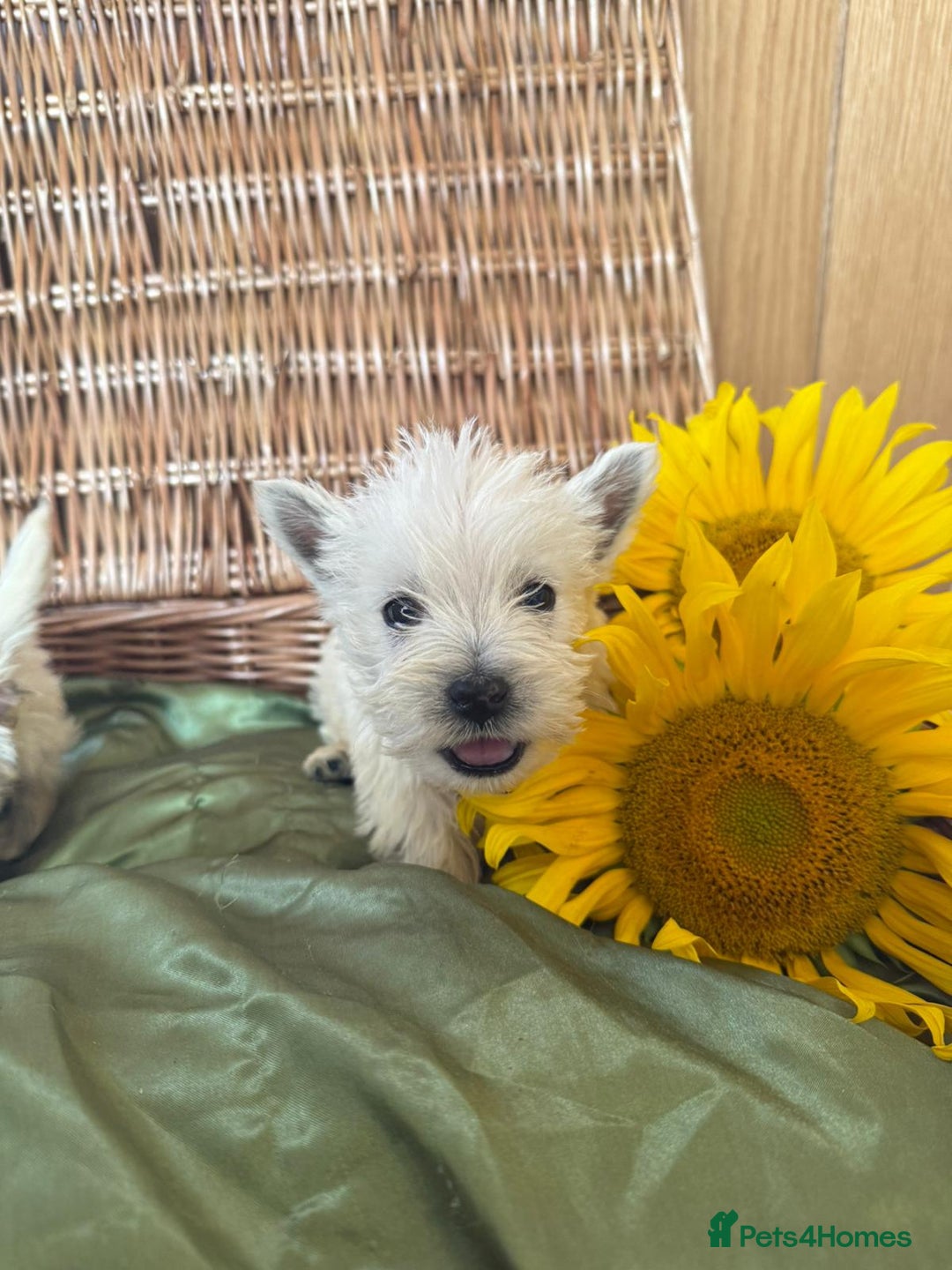 West Highland Terrier dogs for sale: Westie puppies  - Image 5