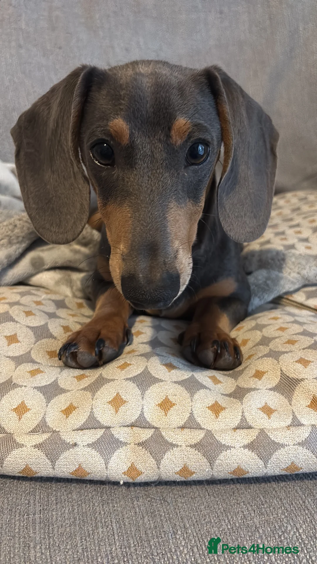 Miniature Dachshund dogs for sale: Miniature dachshund  - Advert 2