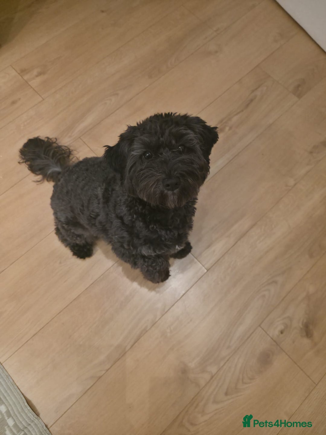 Maltipoo dogs for sale: Maltipoo  - Advert 1