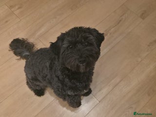 Maltipoo dogs Maltipoo - Advert 1