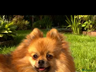 Pomeranian dogs 2 poms for sale white is female and brown is male - Advert 3