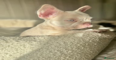 French Bulldog dogs - Advert 8