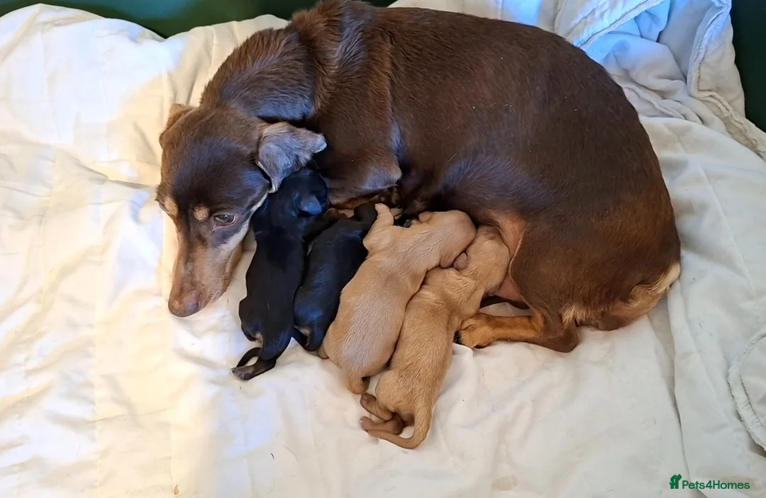 Miniature Dachshund dogs for sale: Long coat Miniature Dachshund Puppies  - Advert 22