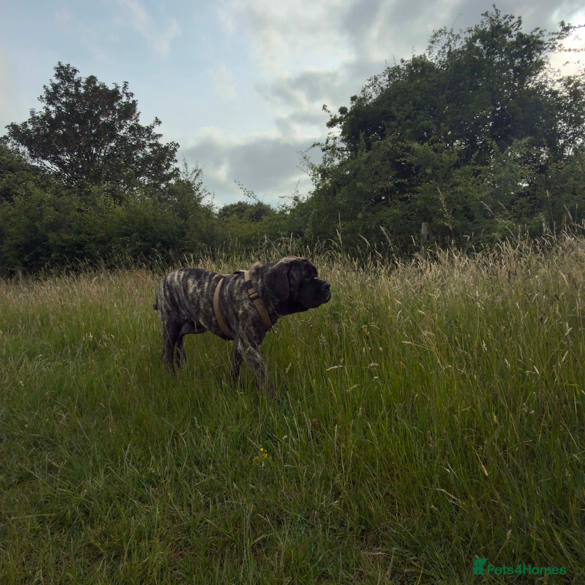 Mastiff dogs English mastiff - Advert 1