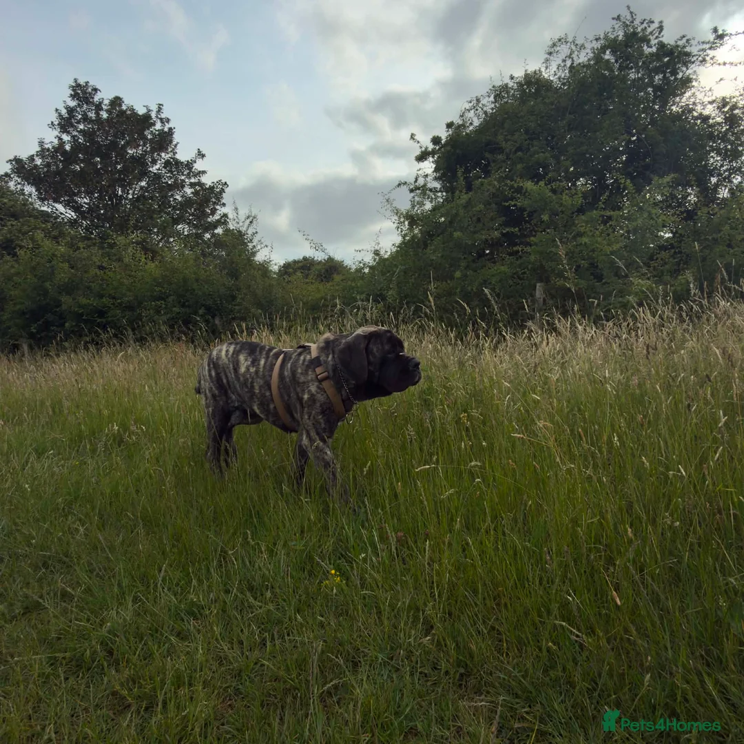 Mastiff dogs for sale: English mastiff - Advert 1
