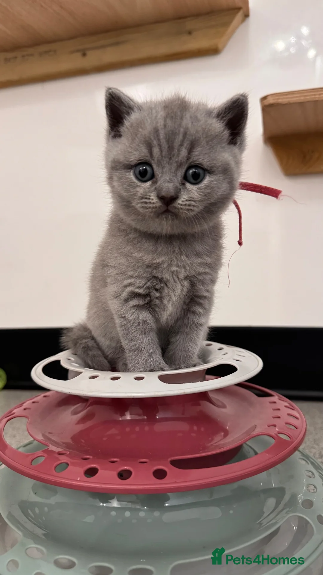British Shorthair cats for sale: Pedigree British Shorthair Kittens - Licensed  - Advert 8