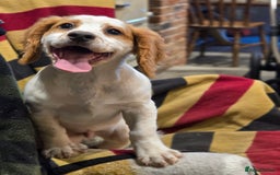 Sprocker dogs for sale: Hendrix the male sprocker available. - Image 3