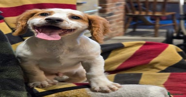 Sprocker dogs - Advert 3