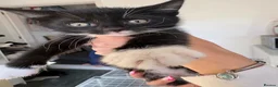 Mixed Breed cats for sale: Kittens  in Kingswinford - Advert 2