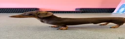 Dachshund dogs for stud: Chocolate and tan miniature dachshund for stud - Advert 3