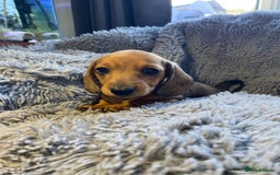 Miniature Dachshund dogs for sale: Stunning Miniature dachshund puppies  - Image 9
