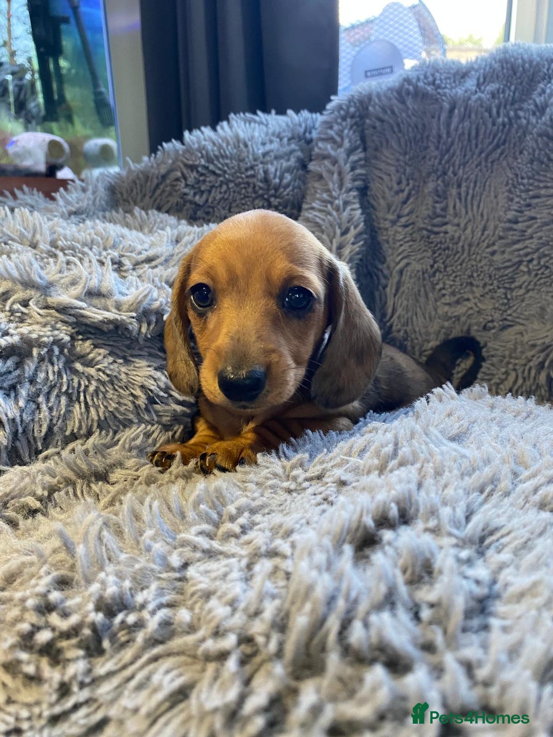 Miniature Dachshund dogs for sale: Stunning Miniature dachshund puppies  - Image 9