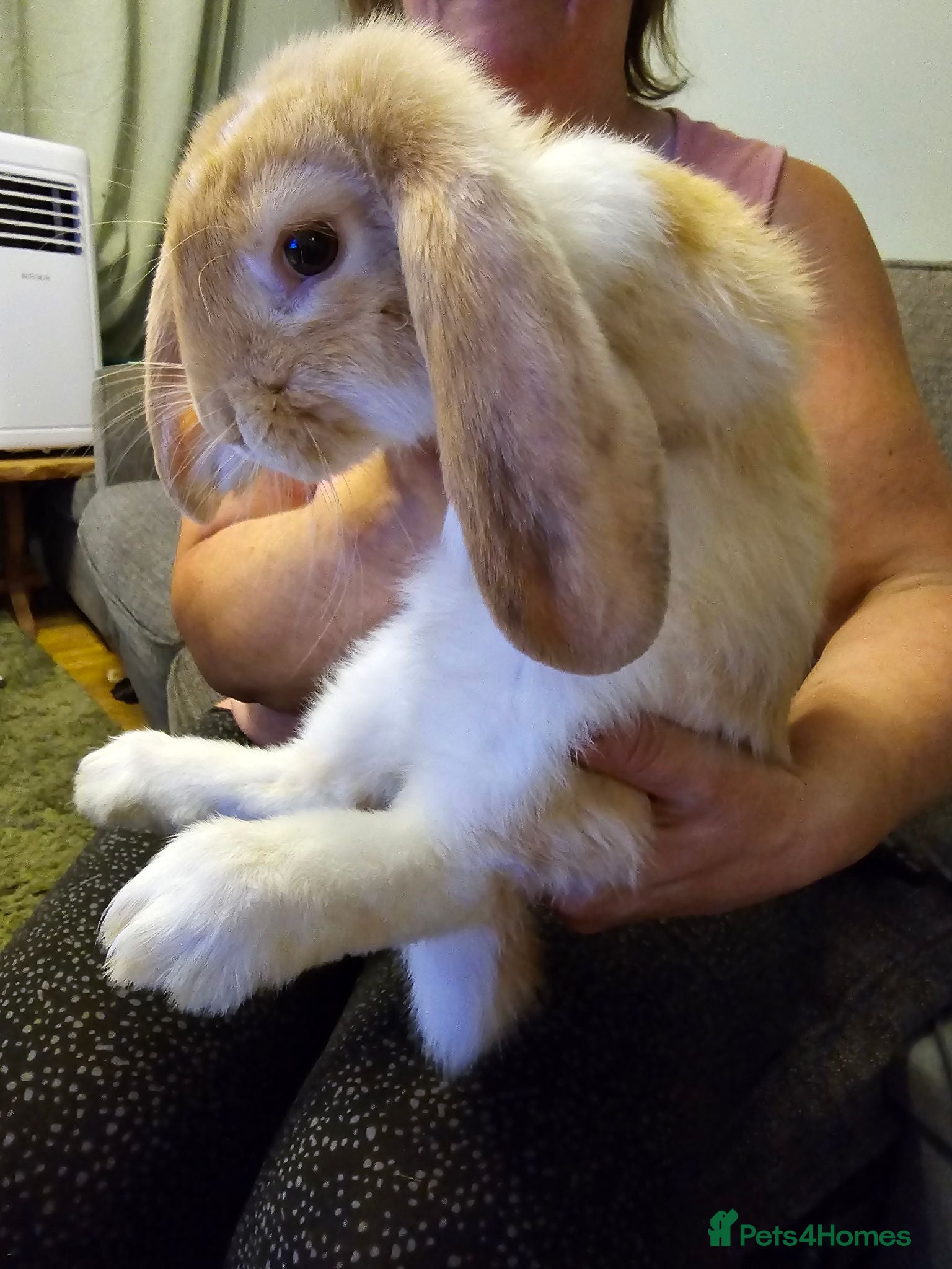 French Lop rabbits Pure Bred French Lop babies ready to Leave - Advert 2