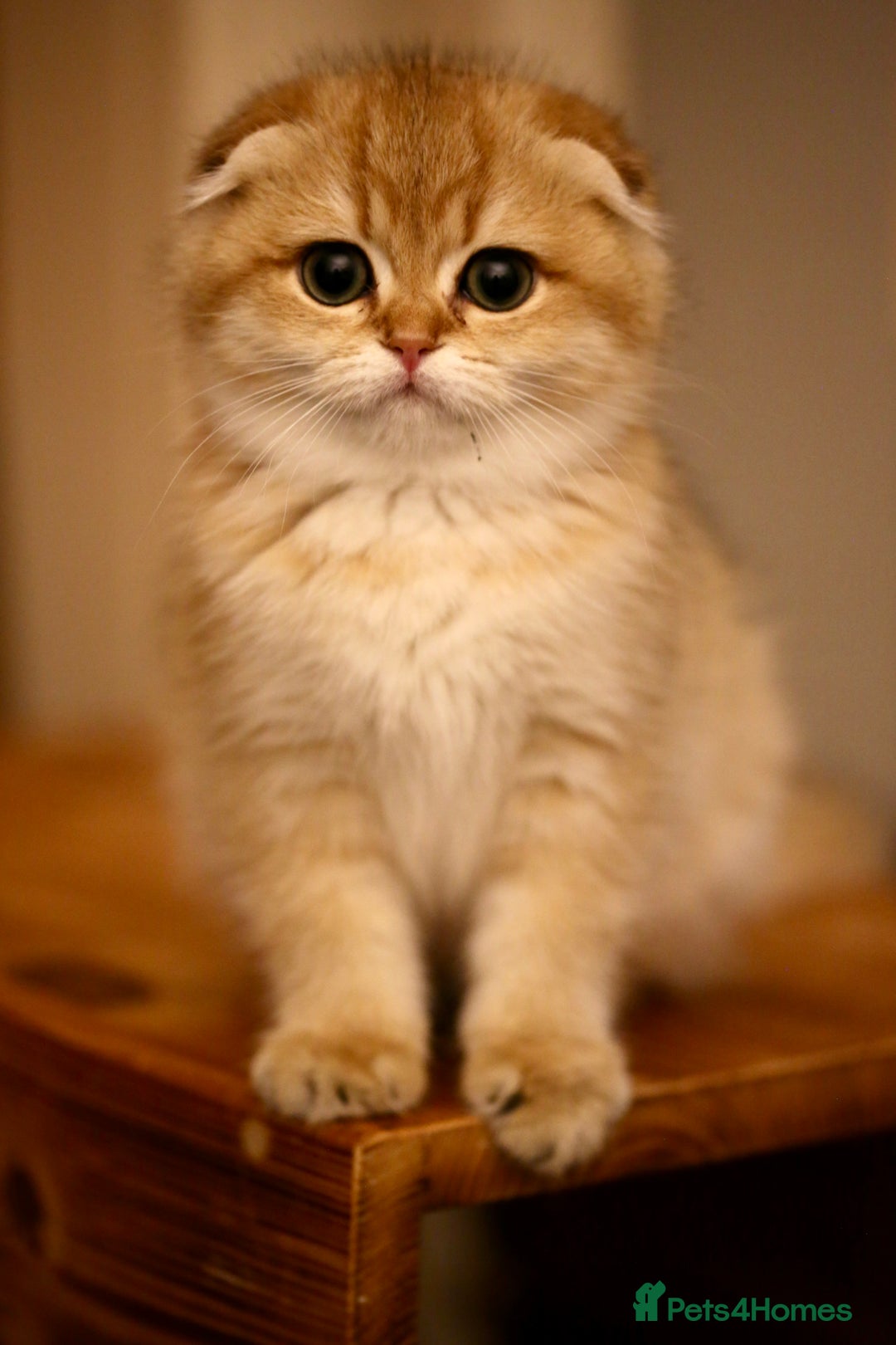 Scottish Fold cats for sale: Scottish fold golden kittens NY11 NY12 - Advert 7