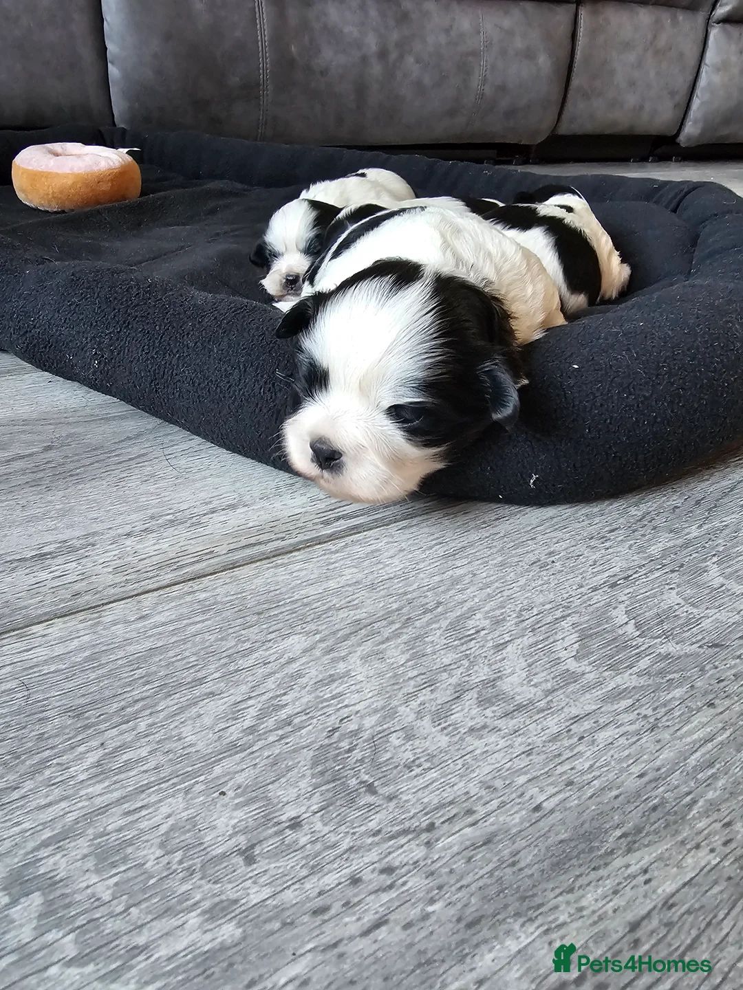 Lhasa Apso dogs for sale: Lhasa apso puppies fully KC REGISTERED  - Advert 12
