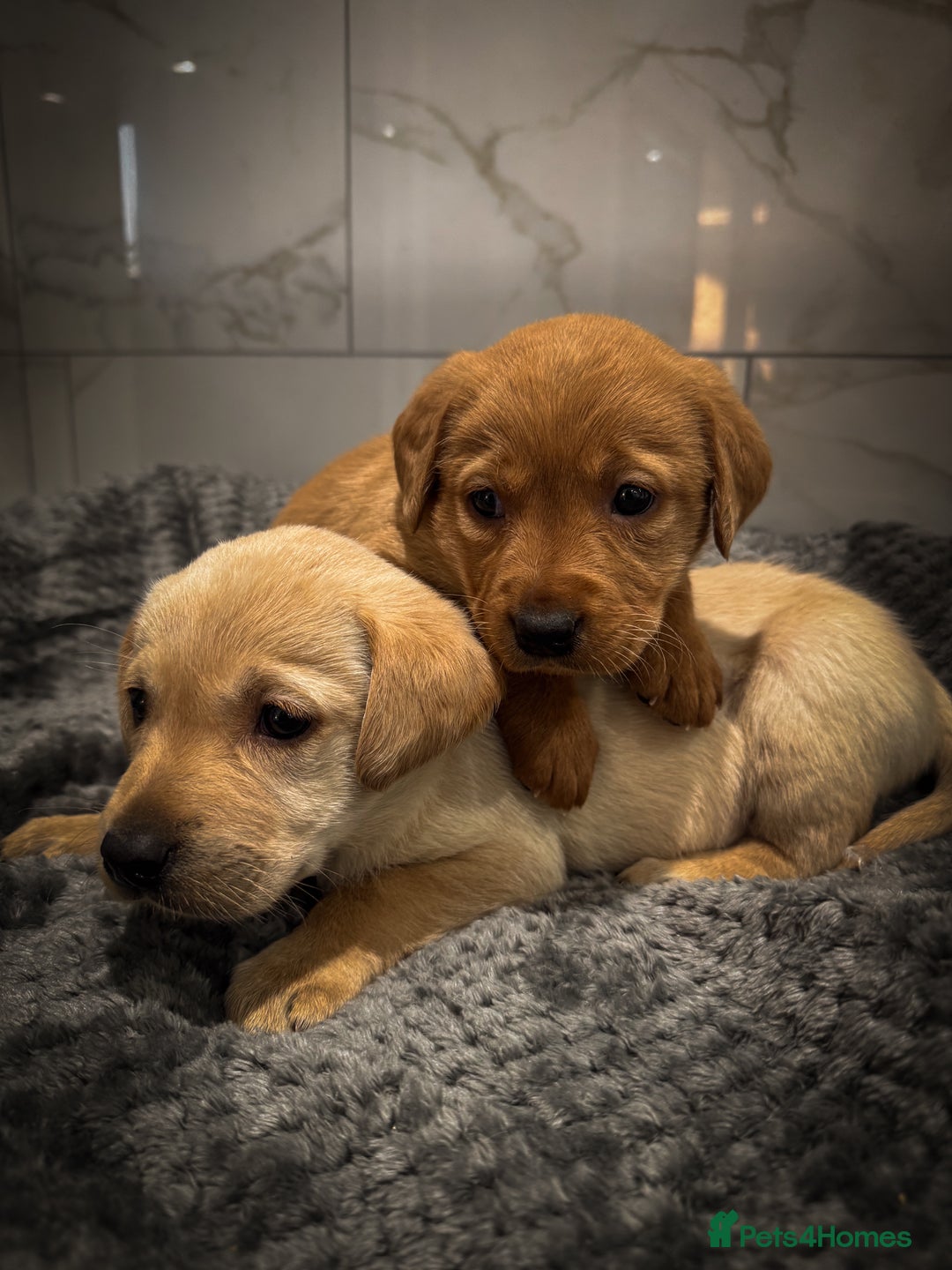 Labrador Retriever dogs for sale: Gorgeous Fox Red & Yellow Labrador Puppies - Advert 5