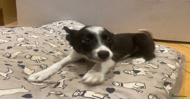 Border Collie dogs - Advert 6