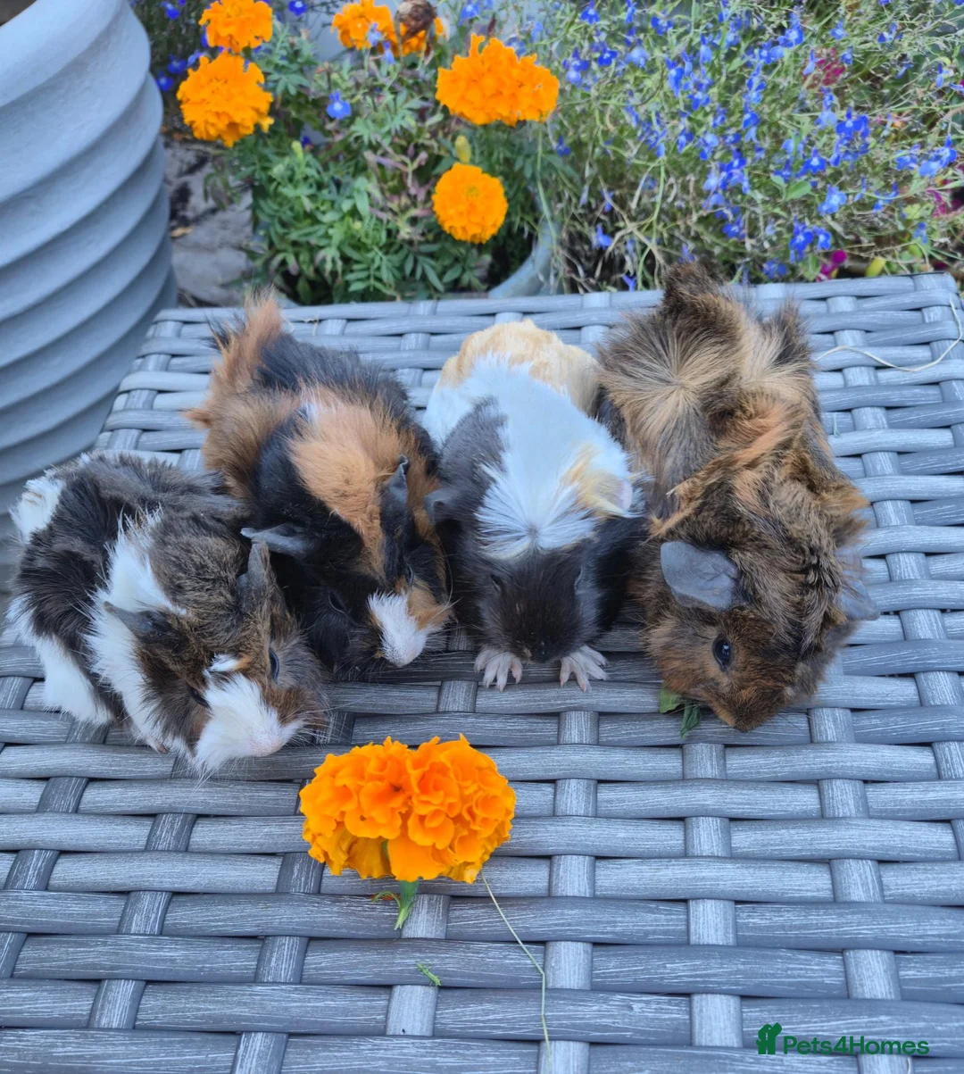 Guinea Pig rodents for sale: Beautiful Baby Female Guinea Pigs - Advert 1