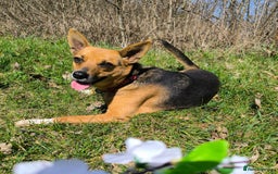 Mixed Breed dogs for adoption: 💖🐶 BARBIE 🐶💖 - Image 9