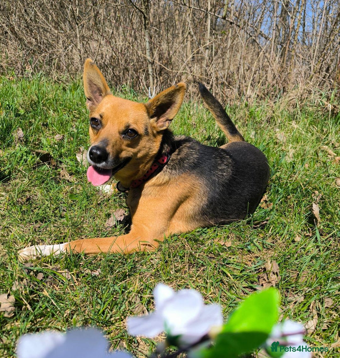 Mixed Breed dogs for adoption: 💖🐶 BARBIE 🐶💖 - Image 9
