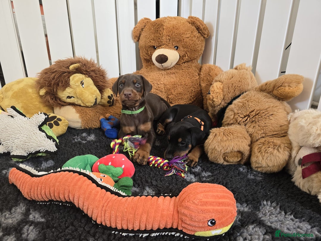 Dobermann dogs for sale: HEALTH TESTED, HOME REARED, STUNNING DOBERMAN PUPS - Advert 10