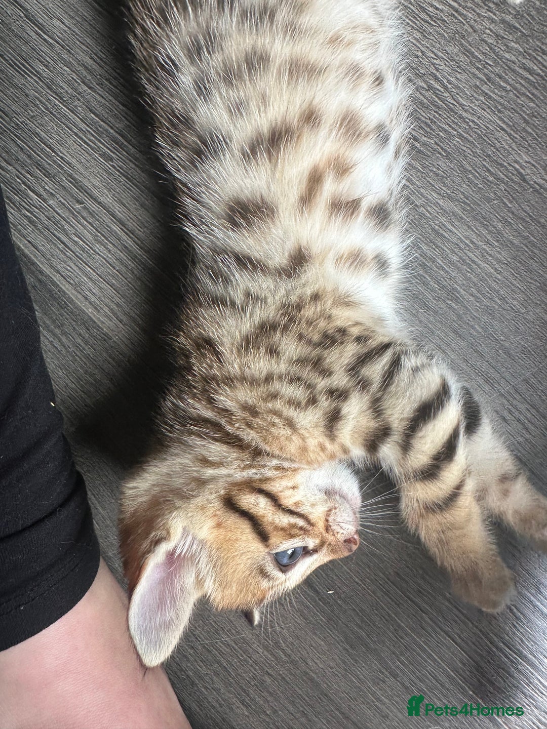 Bengal cats for sale: Snow Mink/Brown Rossette Blue Eyed Bengals - Image 31