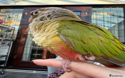 Conures birds for sale: 🌟 Beautiful Tame Conure – Rehoming 🌟 - Image 3