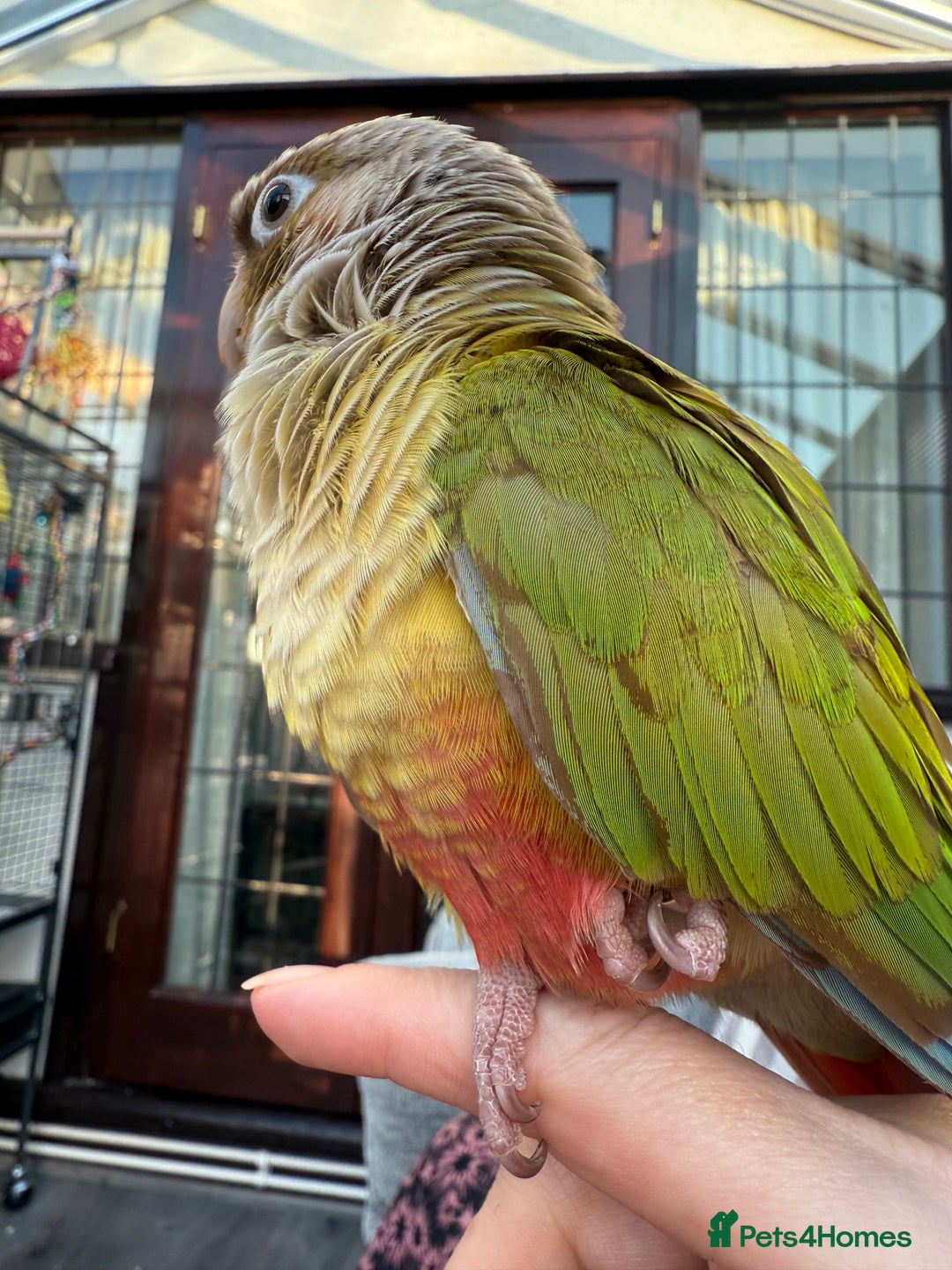Conures birds for sale: 🌟 Beautiful Tame Conure – Rehoming 🌟 - Image 3