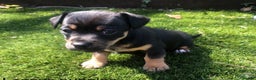 Jack Russell dogs for stud: Lenny Son of Much Wenlock Louie in Wokingham - Advert 15